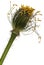 Close-up of White Alpine poppy, Papaver alpinum, in front of white