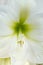 Close up of a white Amarylis with green centre, pistil and stamen