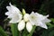 Close Up of White Amaryllis Flowers and Buds