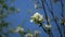 Close up for white apple flower buds on a branch. Closeup on flowering bloom of apple tree blossoming flowers in spring