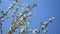 Close up for white apple flower buds on a branch. Closeup on flowering bloom of apple tree blossoming flowers in spring