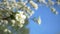 Close up for white apple flower buds on a branch. Closeup on flowering bloom of apple tree blossoming flowers in spring