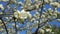 Close up for white apple flower buds on a branch. Closeup on flowering bloom of apple tree blossoming flowers in spring