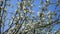 Close up for white apple flower buds on a branch. Closeup on flowering bloom of apple tree blossoming flowers in spring