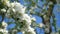 Close up for white apple flower buds on a branch. Closeup on flowering bloom of apple tree blossoming flowers in spring