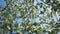 Close up for white apple flower buds on a branch. Closeup on flowering bloom of apple tree blossoming flowers in spring