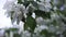 Close up for white apple flower buds on a branch. Stock footage. Blooming snow-white apple trees in the city in spring