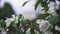 Close up for white apple flower buds on a branch. Stock footage. Blooming snow-white apple trees in the city in spring