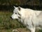 Close-up of a white arctic wolf at the animal park of Sainte Croix in Moselle