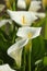 Close up of white arum lily flower