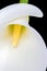 Close-up of white arum lily pointing down