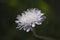 Close up of a White Aster Dandelion Flower during Spring