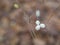 close up white autumn berries Symphoricarpos albus common snowberry on twing with brown soft background