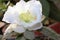 Close up of a white azalia flower