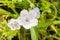 Close up of almost white Baby Blue Eyes Nemophila menziesii wildflowers, California