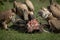 Close-up of white-backed vultures chewing on kill