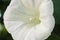 Close up white beach moonflower. Morning glory Ipomoea alba flower purple and white