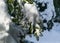 Close-up of white beautiful branches of fir Abies koreana  covered white fluffy snow. Selective focus. Nature concept