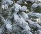 Close-up of white beautiful branches Japanese pine Pinus parviflora Glauca covered white fluffy snow