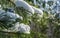 Close-up of white beautiful branches Japanese pine Pinus parviflora Glauca covered white fluffy snow.