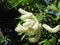 Close-up white beautiful and fragrant flowers. Buddleja paniculata Wall, Butterfly Bush, Rachawadee is a small perennial shrub,