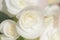 Close up white begonia flower