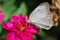 A close-up of a white and beige butterfly on a magenta flower.