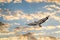 Close up of a White Bellied Sea Eagle flying against a sunset