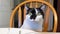 Close-up white-black adult cat serious eyes moves his ear sits at a table near a plate on a wooden chair the owner in