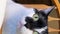 close-up white-black Adult cat serious eyes moves his ear sits at a table near a plate on a wooden chair the owner in