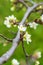 Close-up of white blooming apple blossoms and fresh growing shoots on a tree. Vertical format, background blur