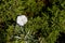 Close up of white blooming flower. Green plant background. convolvulus oleifolius flower