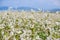 Close up of white blooming flowers of buckwheat Fagopyrum esculentum growing in agricultural field on a background of blue sky.