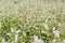 Close up of white blooming flowers of buckwheat Fagopyrum esculentum growing in agricultural field on a green background. Sunny