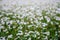 Close up of white blooming flowers of buckwheat Fagopyrum esculentum growing in agricultural field. Summer day