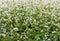 Close up of white blooming flowers of buckwheat Fagopyrum esculentum growing in agricultural field. Sunny summer  day