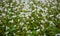 Close up of white blooming flowers of buckwheat Fagopyrum esculentum growing in agricultural field. Sunny summer   day