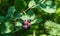 Close-up white blossoms of Amelanchier canadensis, serviceberry, shadberry or Juneberry tree on green blurred background