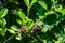 Close-up white blossoms of Amelanchier canadensis, serviceberry, shadberry or Juneberry tree on green blurred background