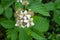 Close-up of white blossoms of a bramble shrub