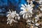 Close-up of white blossoms of magnolia stellata or star magnolia - small tree native to Japan - against blurred background of