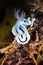 Close-up of a white and blue Loch's chromodoris sea slug resting on a coral reef in a tropical ocean