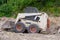 A close up of a white bobcat s550 or skid loader on construction site.