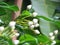 Close up White bouquet of Crepe jasmine, Clavel De La India, East Indian rosebay, Pinwheel flower in the garden