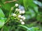 Close up White bouquet of Crepe jasmine, Clavel De La India, East Indian rosebay, Pinwheel flower in the garden