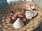 Close up of white and brown shells on woven basket