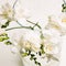 Close up of white bunch of orchid in vase