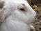 Close up with a white bunny