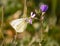 close up of a white butterfly with black points posed peacefully on a purple flower to drink nectar in a sunny day of spring on a