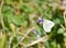 close up of a white butterfly posed peacefully on a purple flower to drink nectar in a sunny day of spring on a herbal background